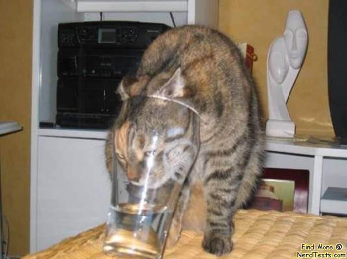 http://images2.fanpop.com/images/photos/2700000/funny-cat-stuck-in-a-glass-cats-2798224-534-400.jpg