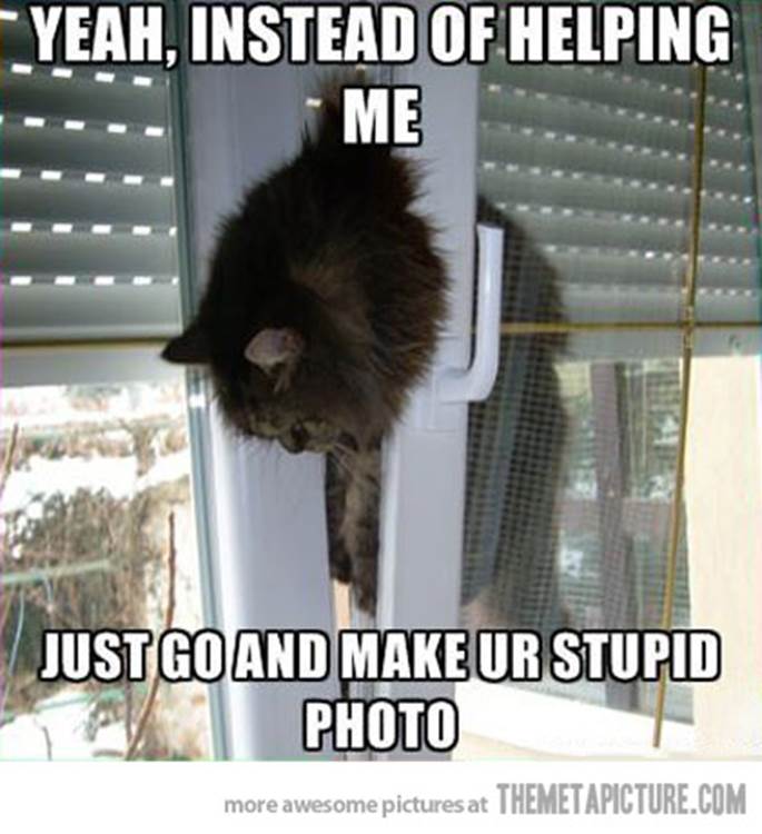 http://allhumorpic.com/wp-content/uploads/funny-cat-stuck-window.jpg