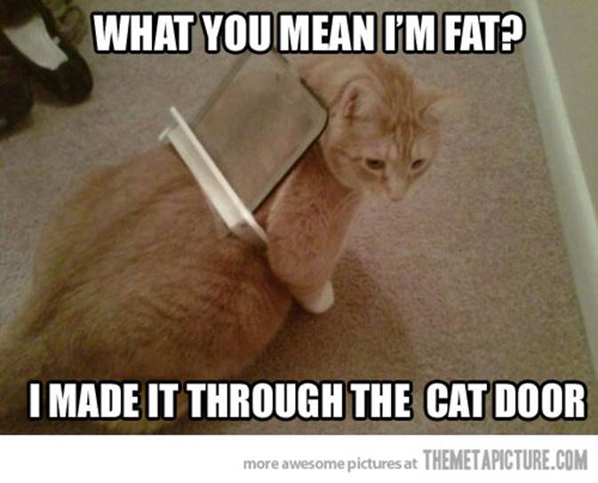 http://allhumorpic.com/wp-content/uploads/funny-fat-cat-stuck-door.jpg