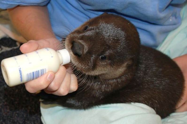 http://i1.wp.com/theverybesttop10.files.wordpress.com/2013/03/the-world_s-top-10-best-images-of-animals-being-bottle-fed-5.jpg?resize=584%2C389
