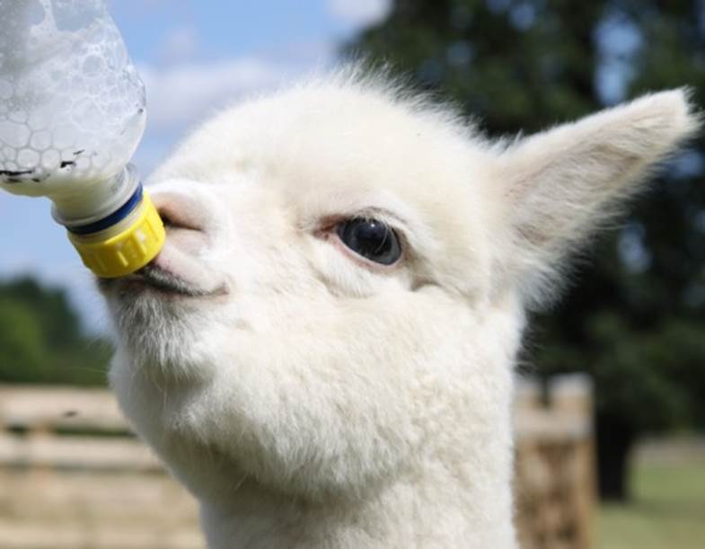 Top 10 Images of Animals Being Bottle Fed