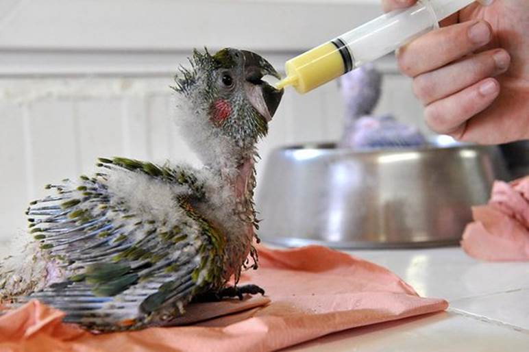 Top 10 Images of Animals Being Bottle Fed