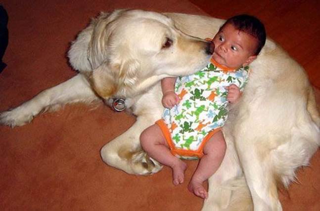http://www.documentingreality.com/forum/attachments/f3/86204d1250601392-traumatised-baby-grandmas-lap-funny-dog-scared-baby.jpg
