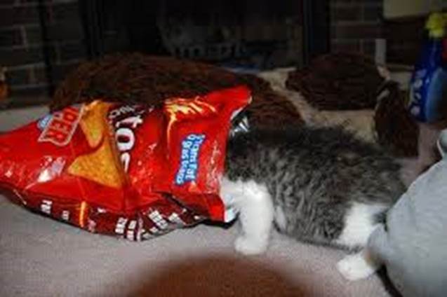 Image result for cats eating human food funny