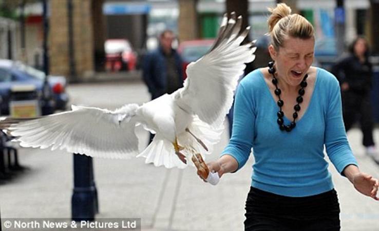 http://www.greenpacks.org/wp-content/uploads/2008/07/woman-attacked-by-hungry-seagull.jpg