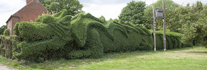 http://www.boredpanda.com/blog/wp-content/uploads/2014/05/dragon-shaped-hedge-topiary-john-brooker-4.jpg