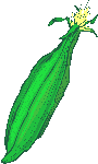 corn on the cob  animation