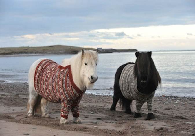 http://weirdthings.com/wp-content/uploads/2013/01/Scotland-Sweater-Sheep.jpg