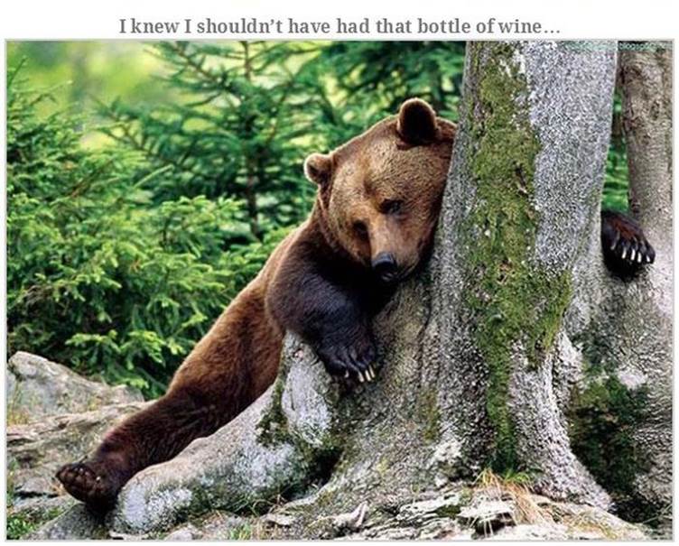 Hilarious bear pics9 Funny: Hilarious bear pics