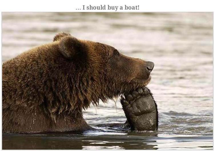 Hilarious bear pics12 Funny: Hilarious bear pics