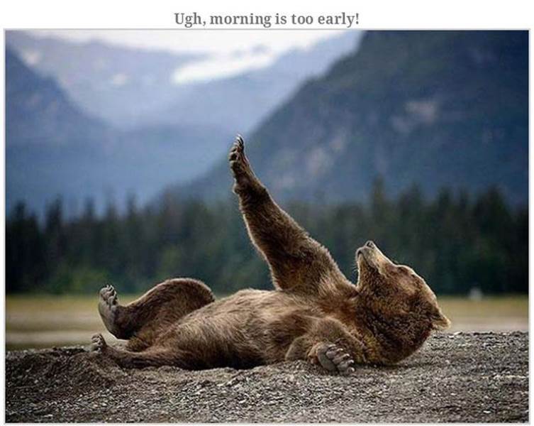 Hilarious bear pics14 Funny: Hilarious bear pics
