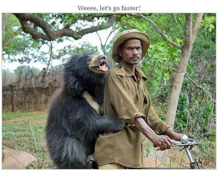 Hilarious bear pics15 Funny: Hilarious bear pics