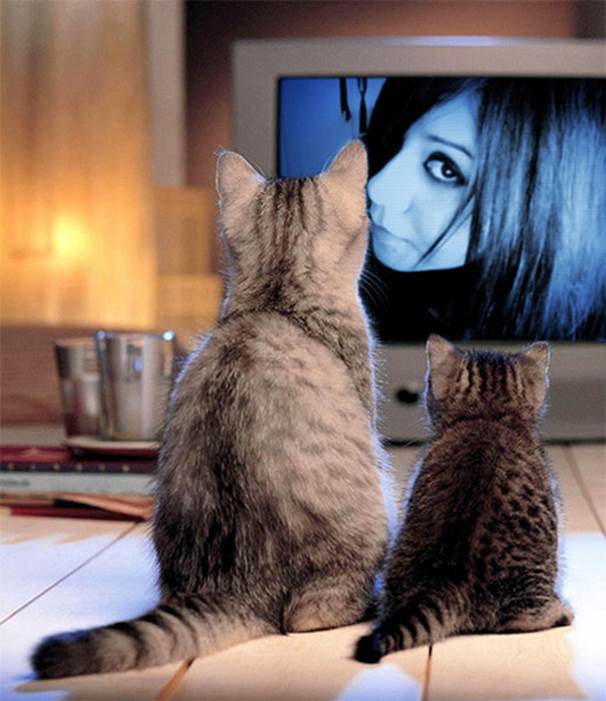 http://presentoutlook.com/wp-content/uploads/2009/03/cats-watching-television.jpg