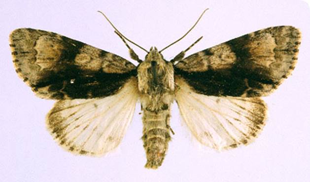 http://www.nhm.ac.uk/resources-rx/images/1014/alder-moth_96417_1.jpg