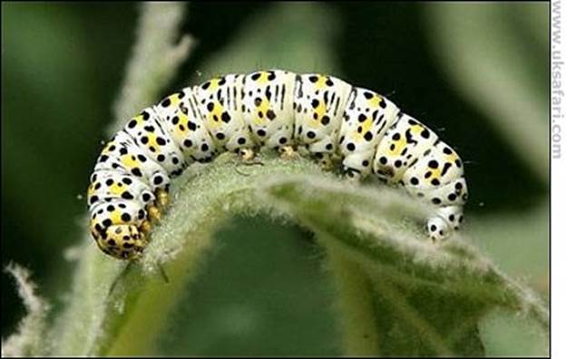 Mullein Moth Caterpillar - Photo © Copyright 2006 Tony Matthews
