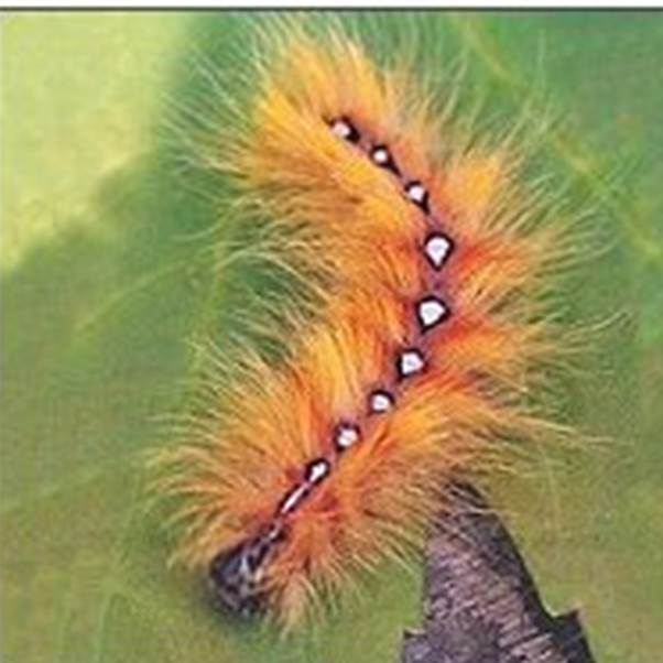 Sycamore Moth Caterpillar - Photo © Copyright 2000 Gary Bradley