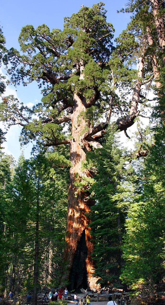 http://upload.wikimedia.org/wikipedia/commons/thumb/1/1c/Grizzly_Giant_Mariposa_Grove.jpg/640px-Grizzly_Giant_Mariposa_Grove.jpg