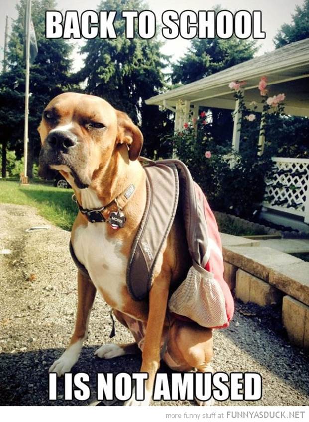 http://funnyasduck.net/wp-content/uploads/2013/09/funny-pictures-dog-backpack-back-to-school.jpg