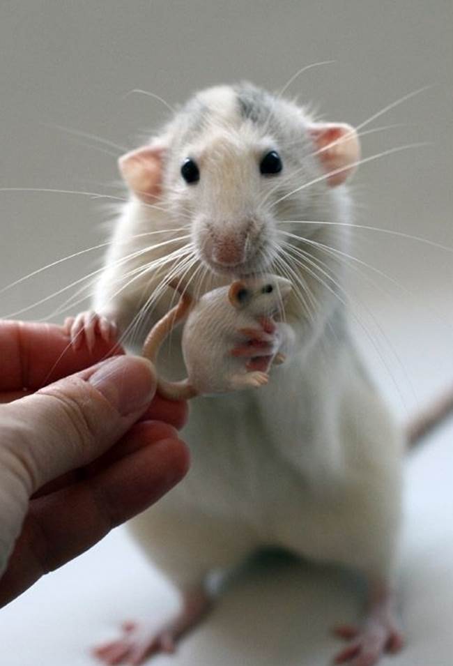 An itsy-bitsy rat for an itsy-bitsy rat.