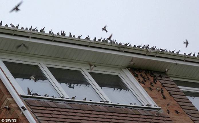 New perch: A flock of around 500 house martins have chosen Clive and Jackie Lisseman's home in Malvern as a stop off on their migration flight