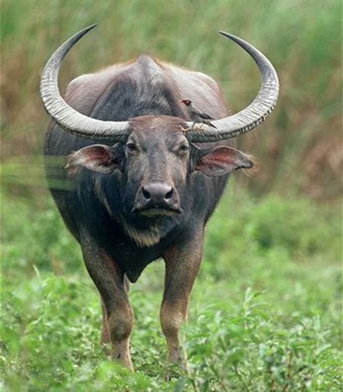 http://cdn2.arkive.org/media/ED/ED3407C9-0A4E-41CB-AB94-4B067D3B882A/Presentation.Large/Asian-buffalo-with-myna-bird-perched-on-horn.jpg