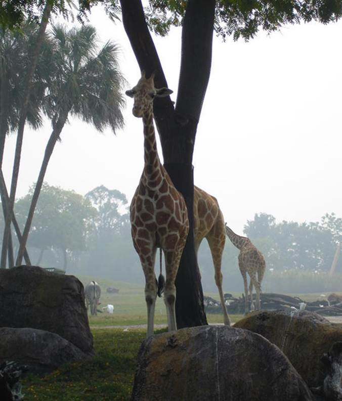 http://cdn2.list25.com/wp-content/uploads/2012/05/giraffe.png