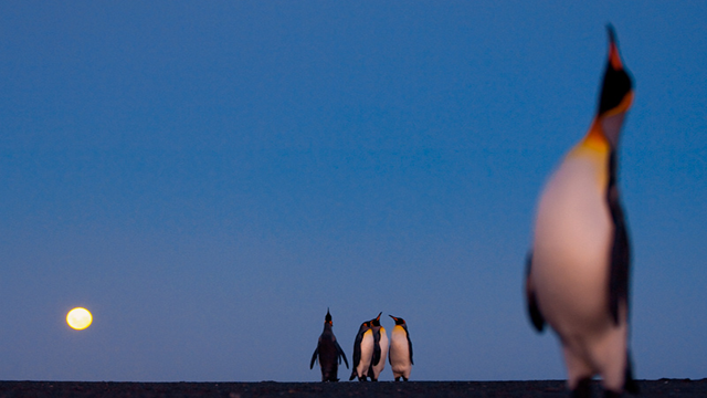 http://cdn2.list25.com/wp-content/uploads/2012/10/penguins.png