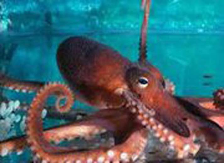 http://cdn4.list25.com/wp-content/uploads/2012/06/Octopus1.jpg