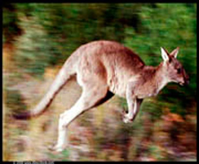 http://cdn3.list25.com/wp-content/uploads/2012/06/Kangaroo1.jpg