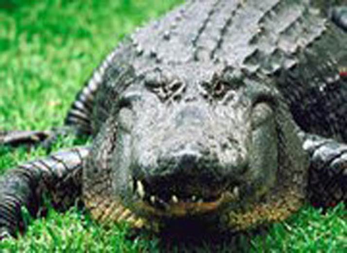 http://cdn3.list25.com/wp-content/uploads/2012/06/Alligator1.jpg