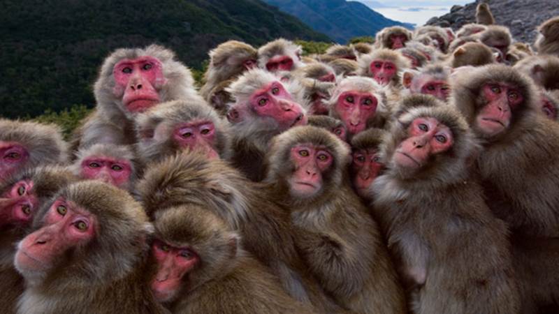 http://cdn4.list25.com/wp-content/uploads/2012/10/monkeys.png