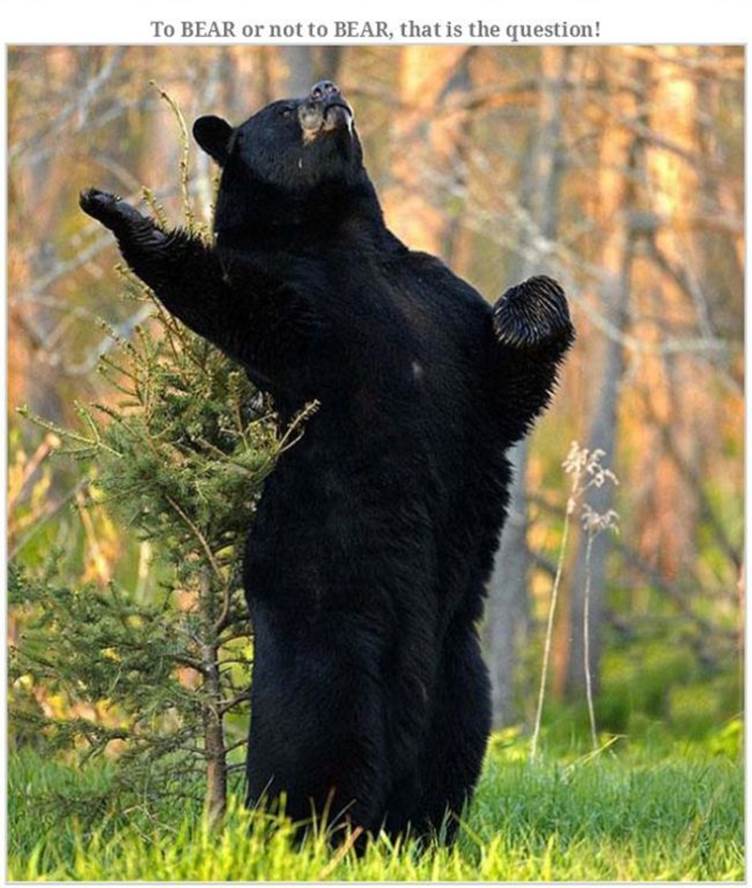 Hilarious bear pics17 Funny: Hilarious bear pics