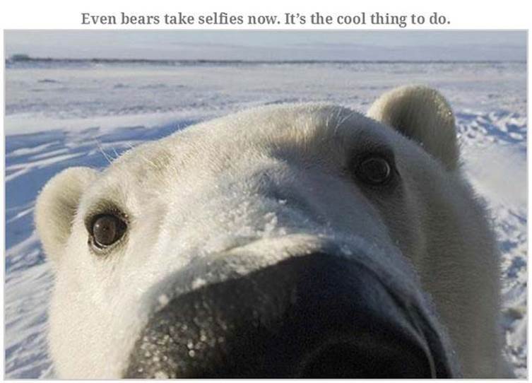 Hilarious bear pics21 Funny: Hilarious bear pics