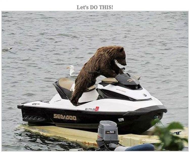 Hilarious bear pics23 Funny: Hilarious bear pics