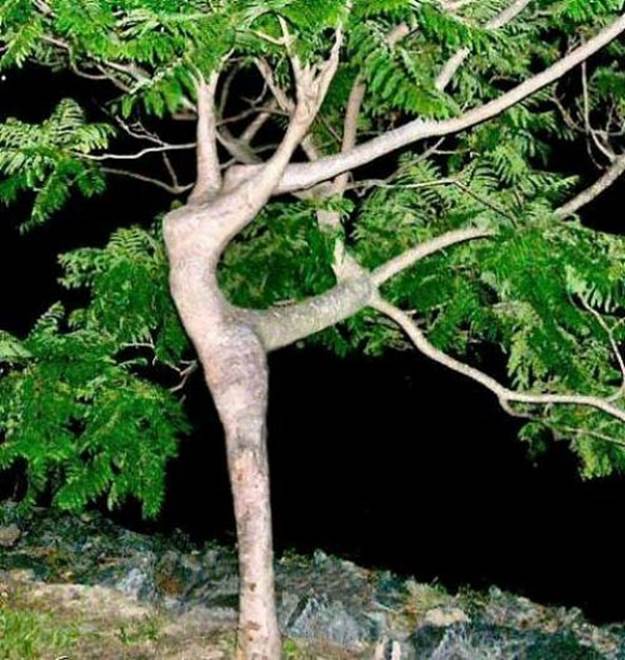 http://cdn3.list25.com/wp-content/uploads/2013/08/ballerina-tree.jpg