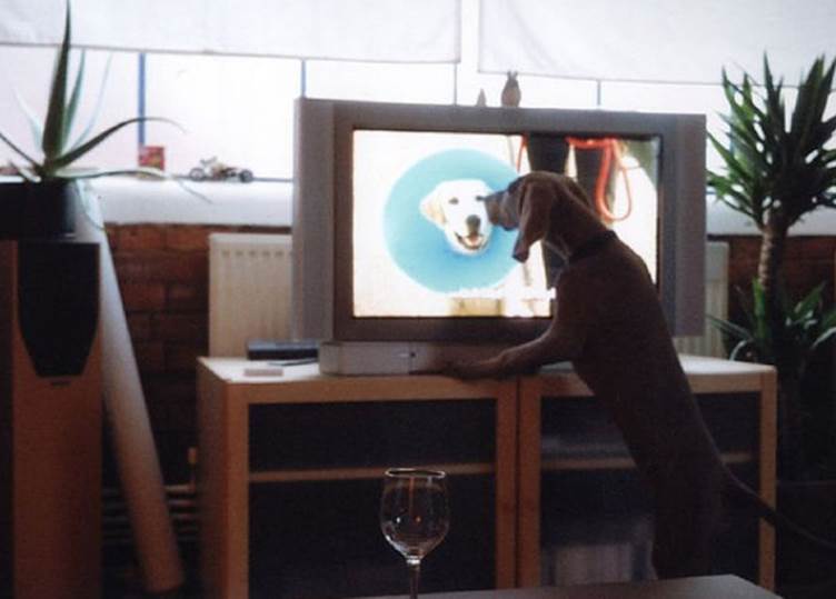 tv isnt just 640 60 Funny: Animals watching TV