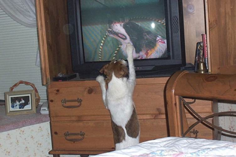 tv isnt just 640 69 Funny: Animals watching TV