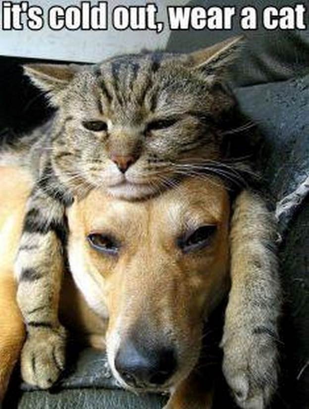 http://cdn4.list25.com/wp-content/uploads/2013/05/19-its-cold-out.-wear-a-cat._tn.jpg