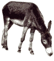 donkey animation