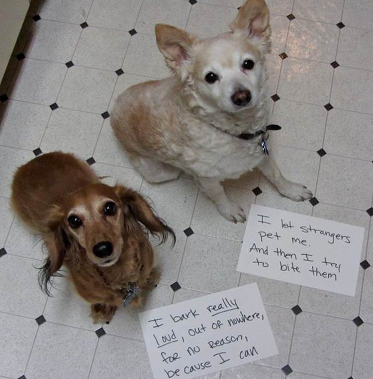 Shaming Two Dogs