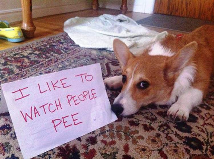 Dog Shaming Watch People Pee