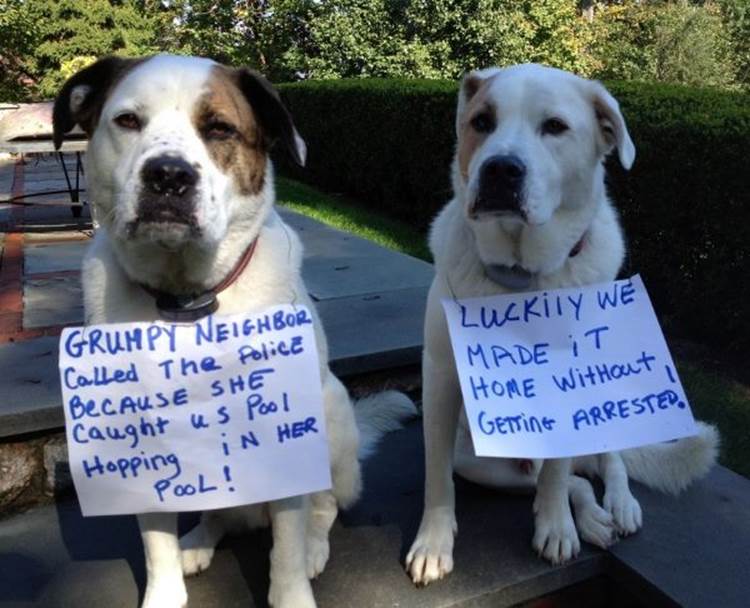 Dogs Getting Shamed For Sneaking Into A Pool