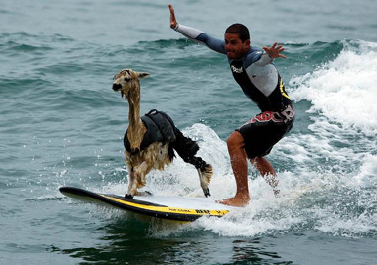 Alpaca surfing