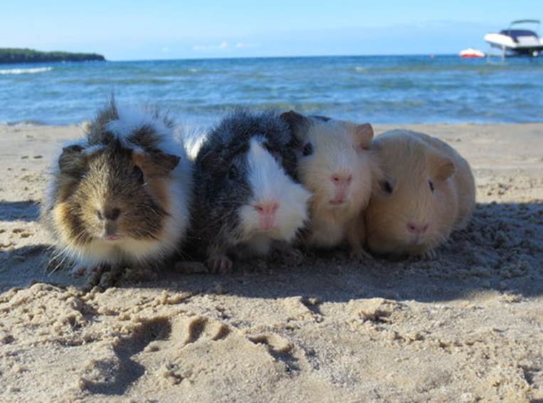 guinea pigs in the shadow