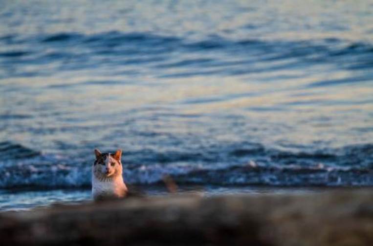 Sly cat on the beach