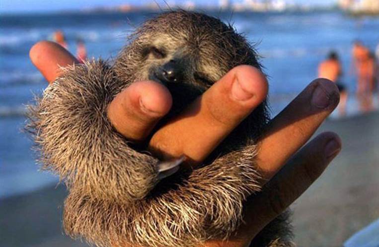 Sloth on the beach