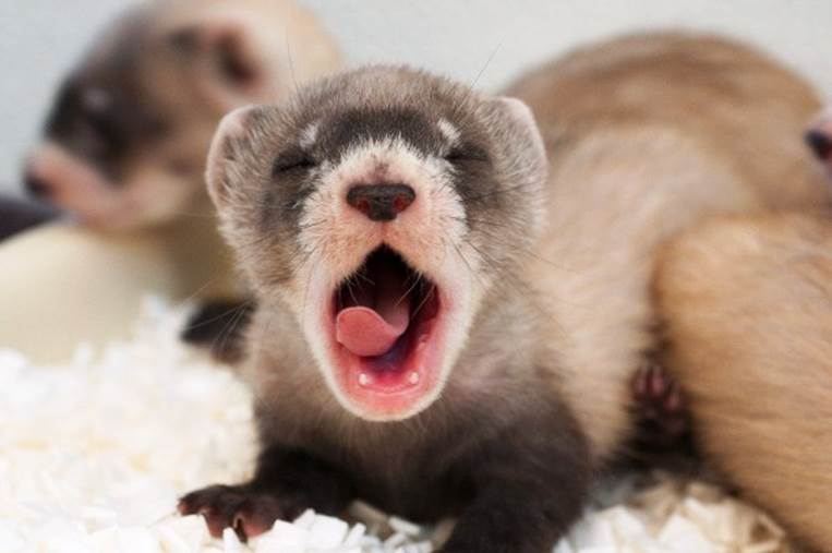 zooamerica.wordpress.com ferret-kit-yawning