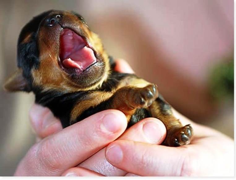 25 Adorable Photos Of Yawning Animals