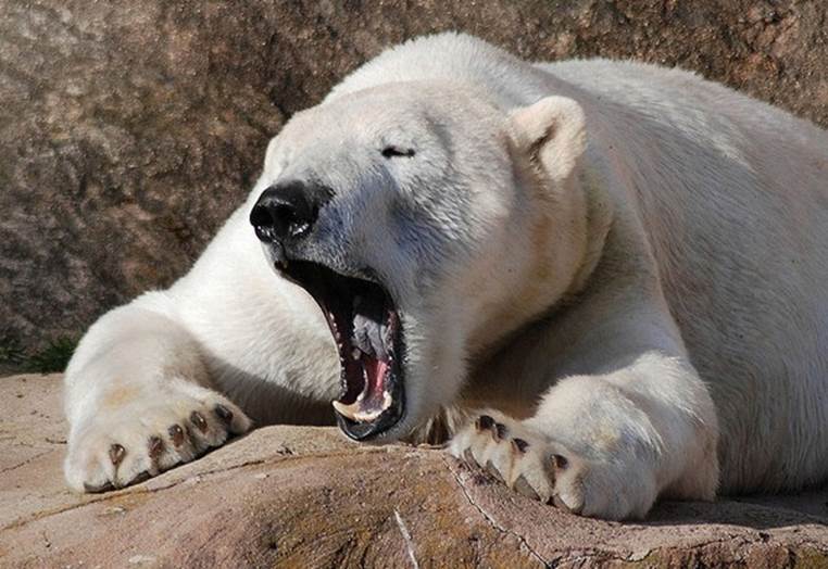 www.arts-stew.com Cool-Animal-Pics-Yawning-Polar-Bear