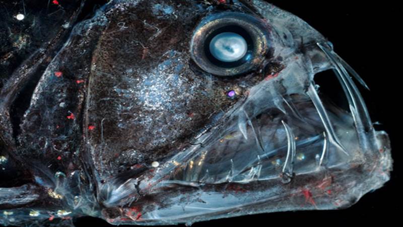 http://cdn3.list25.com/wp-content/uploads/2012/06/viperfish1.png